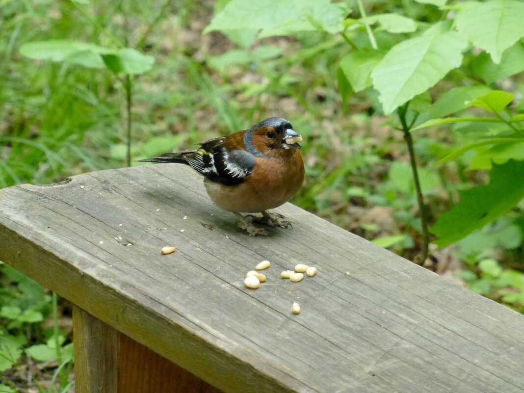 И птички любят орешки... - Наиля 