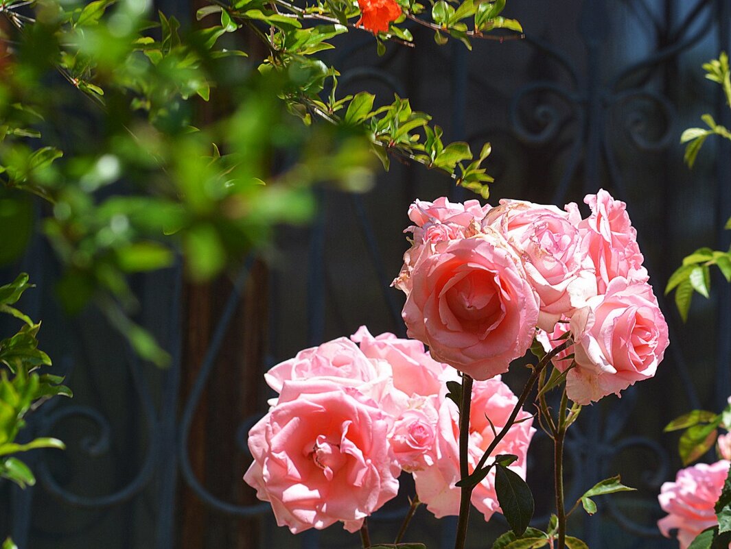Розовые розы - Ольга (crim41evp)