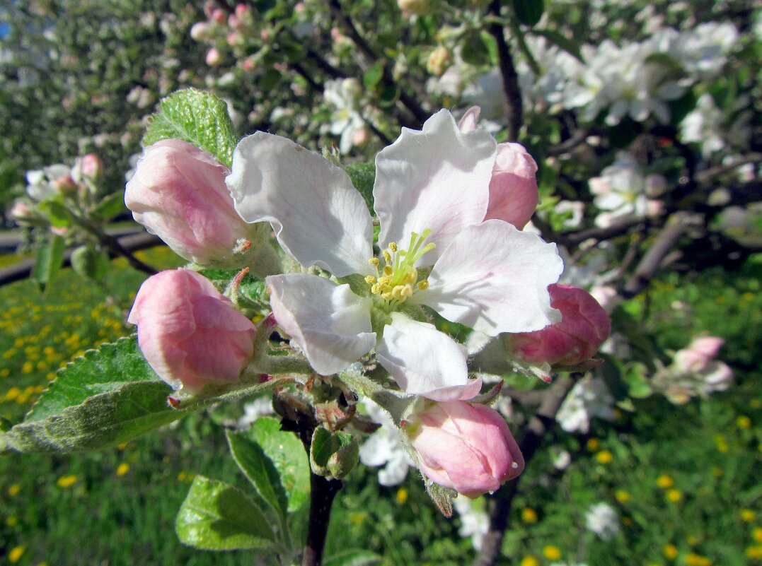 Цветение яблони - dli1953 