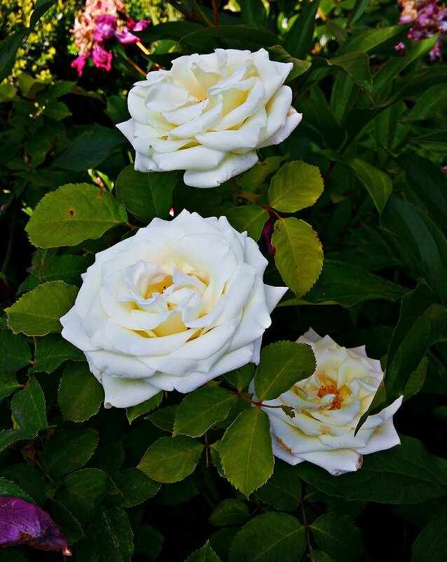 Три белых розы - Владимир Бровко