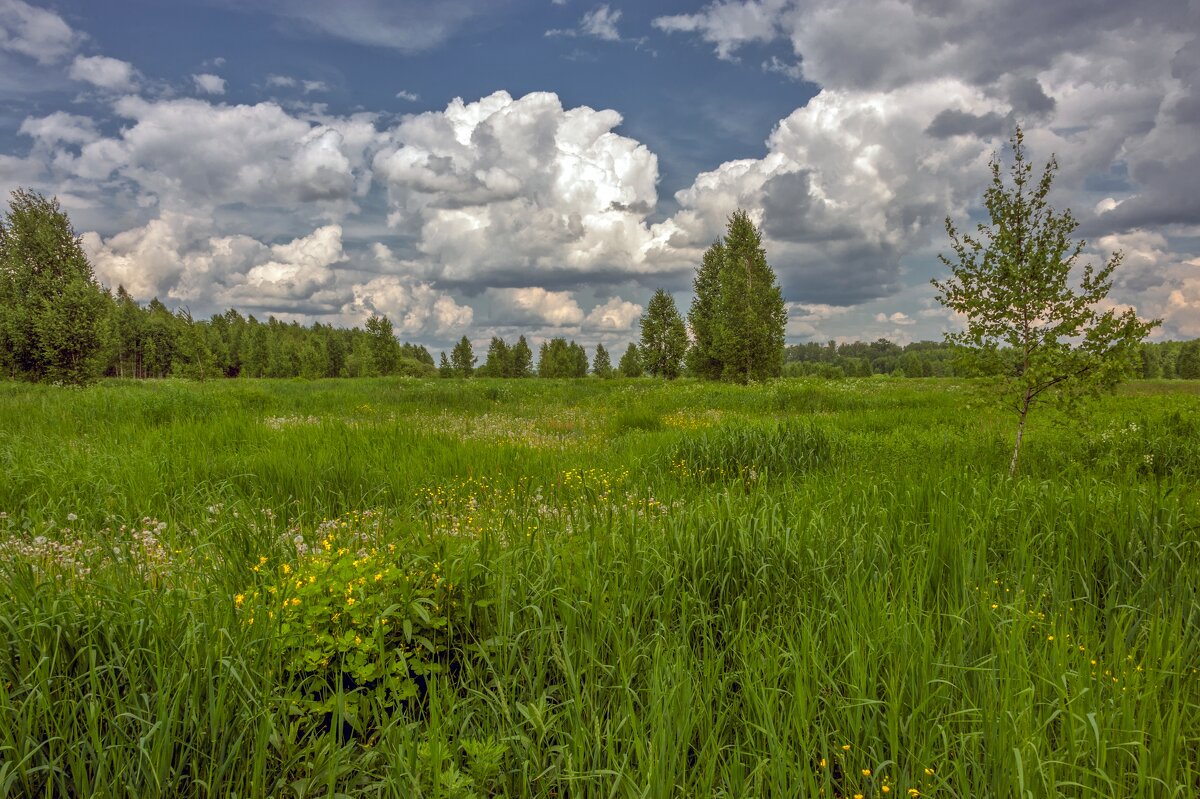 В летнем поле с облаками - Валерий Иванович