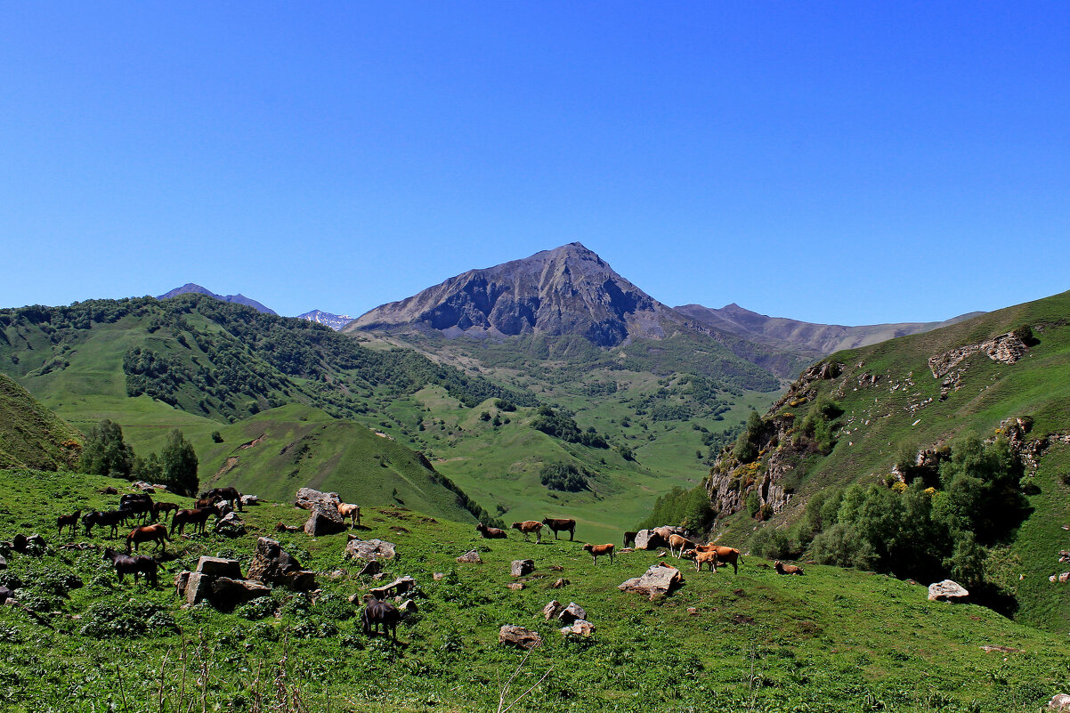 на пастбище IMG_6434 - Олег Петрушин