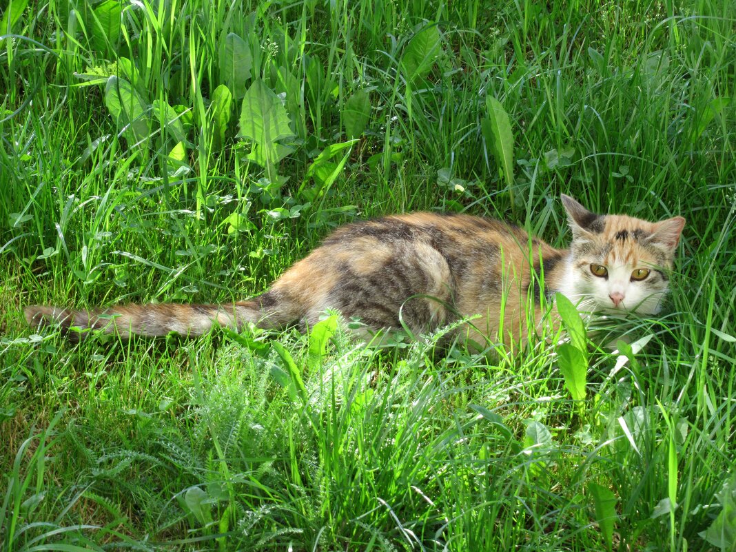 Трехцветная кошка - Елена Павлова (Смолова)