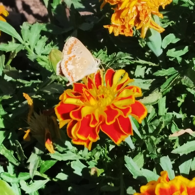 Цветок и бабочка - Анара 