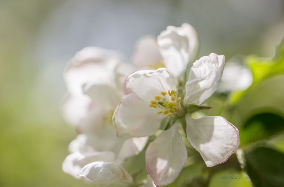 Яблони в цвету* - Нина Кутина
