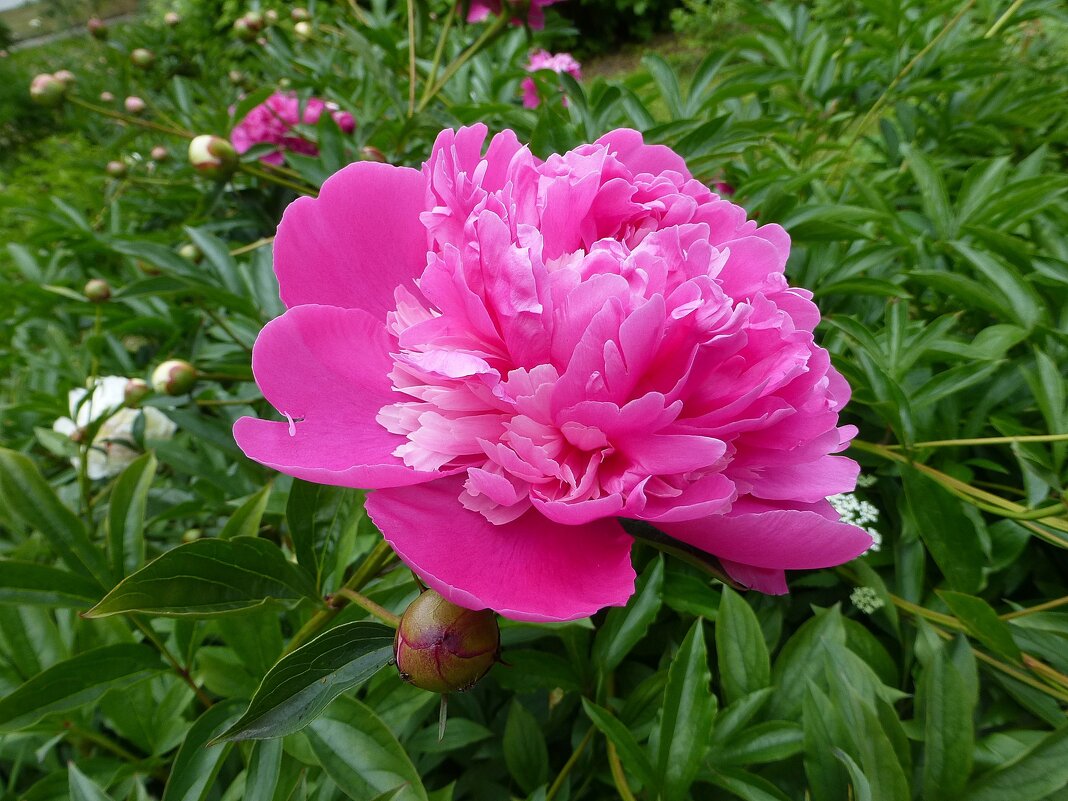 Люблю июнь, когда цветут пионы - Лидия Бусурина
