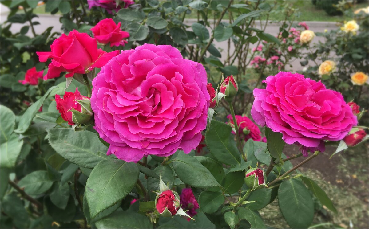 Необыкновенного цвета розы! - Надежда 