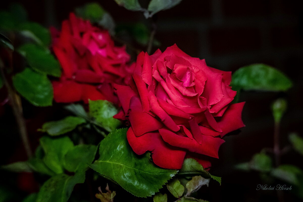 Розы в темноте - Николай Гирш