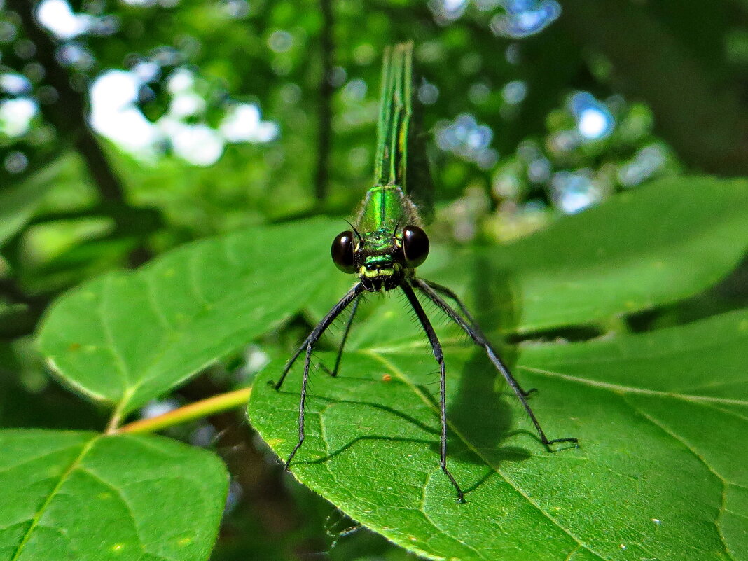 Красотка блестящая (лат. Calopteryx splendens) - ivan 