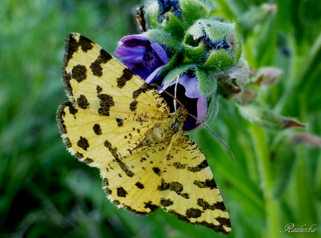 Pseudopanthera macularia  (пяденица пятнистая) - Raduzka (Надежда Веркина)