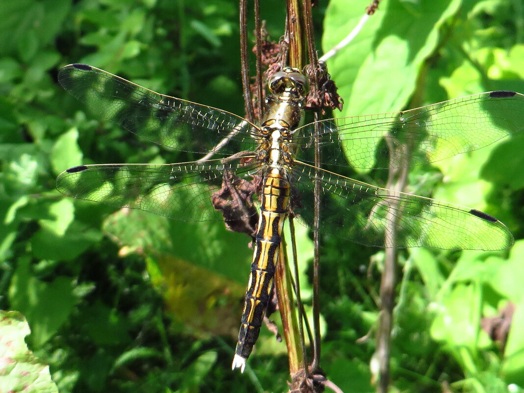 ***Прямобрюх белохвостый, , (лат. Orthetrum albistylum)Самка - ivan 