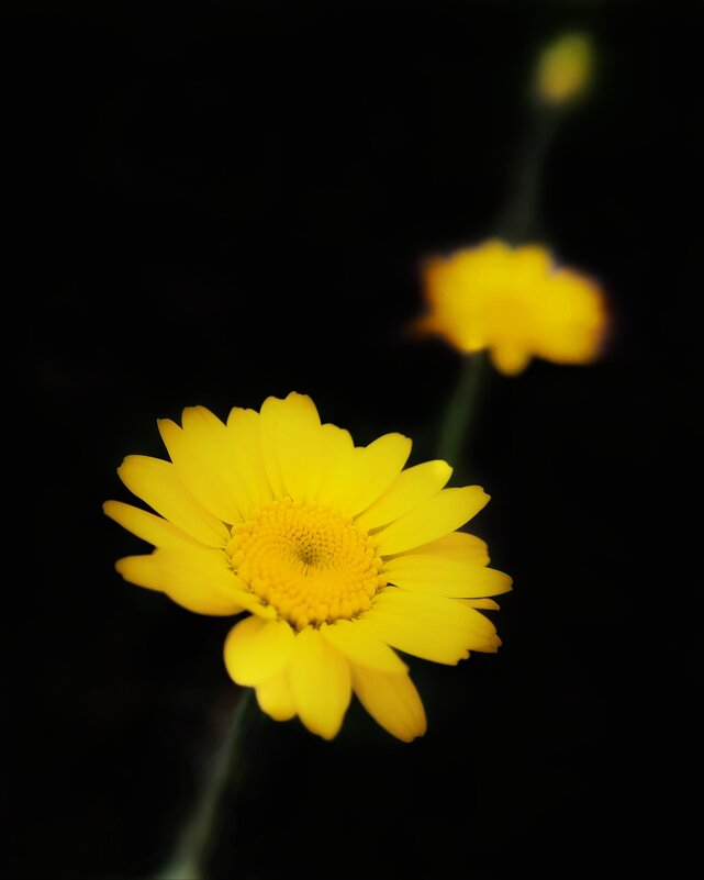 Жёлтые цветы - Елена Савина