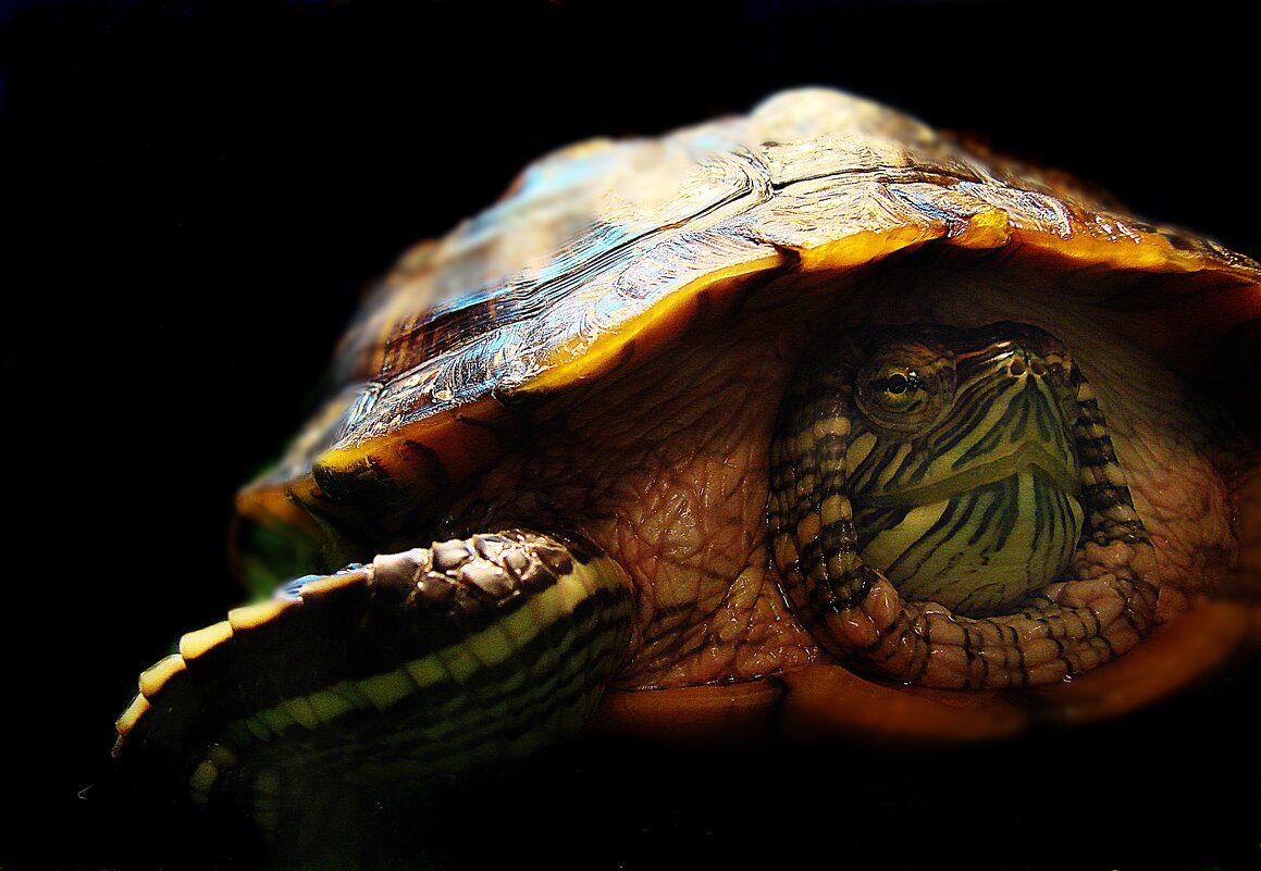 Красноухая черепаха. - ANNA POPOVA