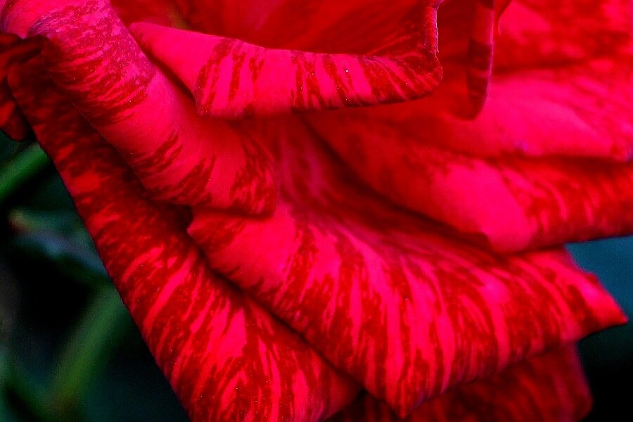 Лепестки розы сорта Red Intuition - Надежд@ Шавенкова