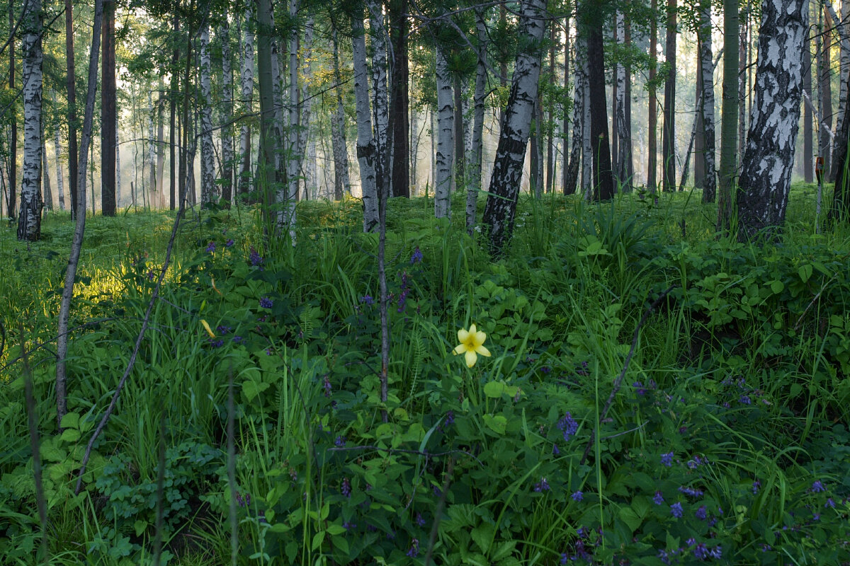 Утро в лесу - Николай 