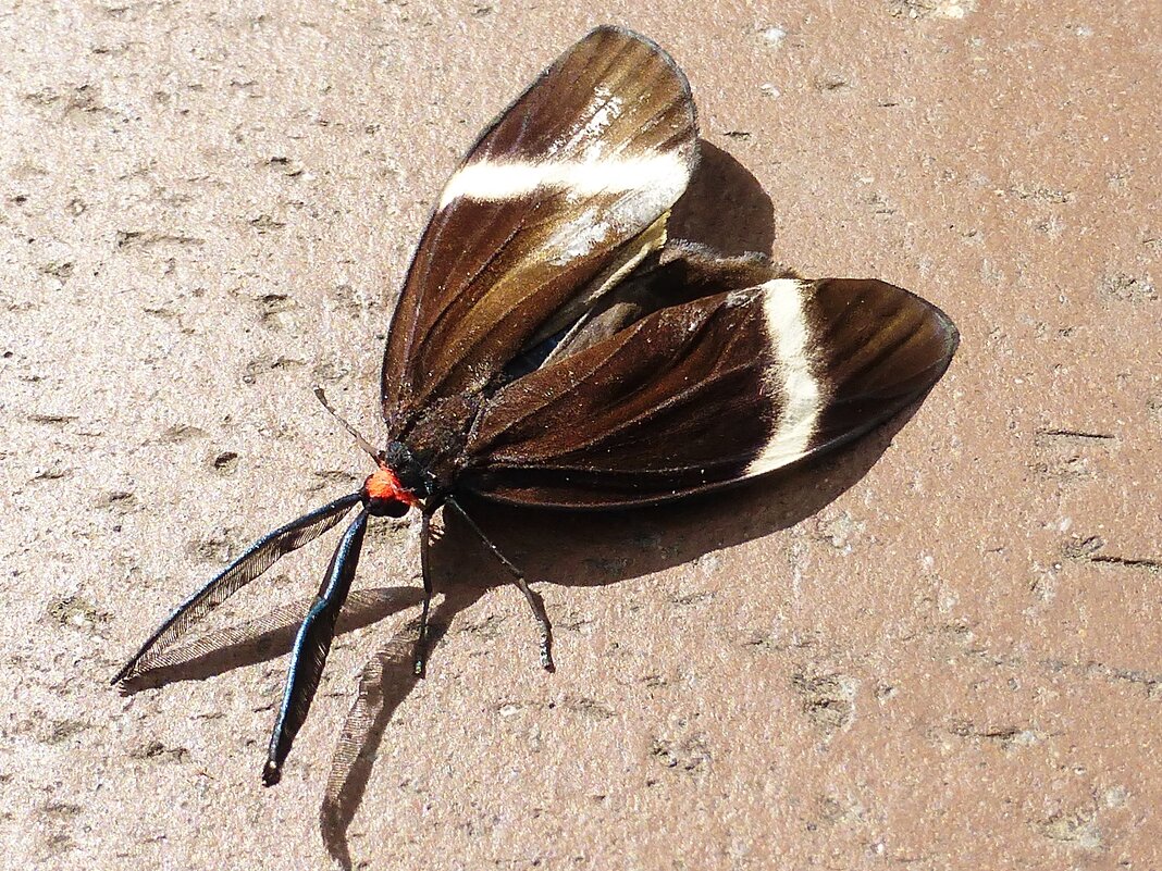 Экзотическая бабочка в Токио - wea *