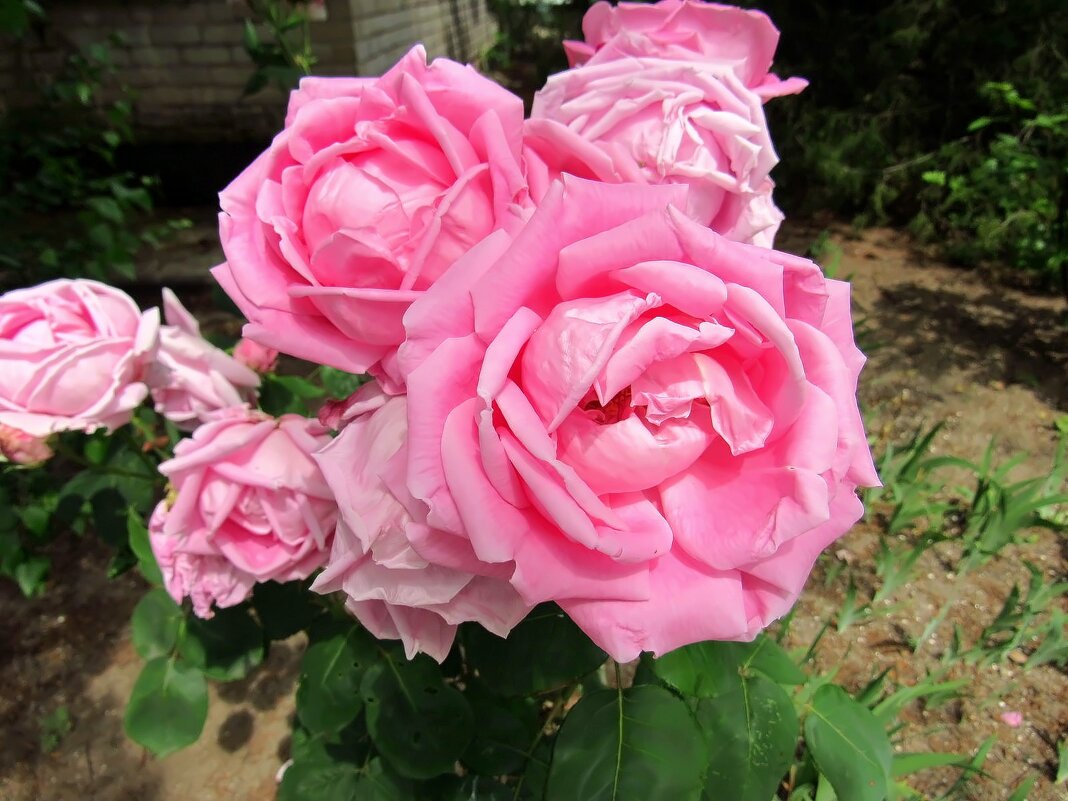 Розовые розы - mAri 