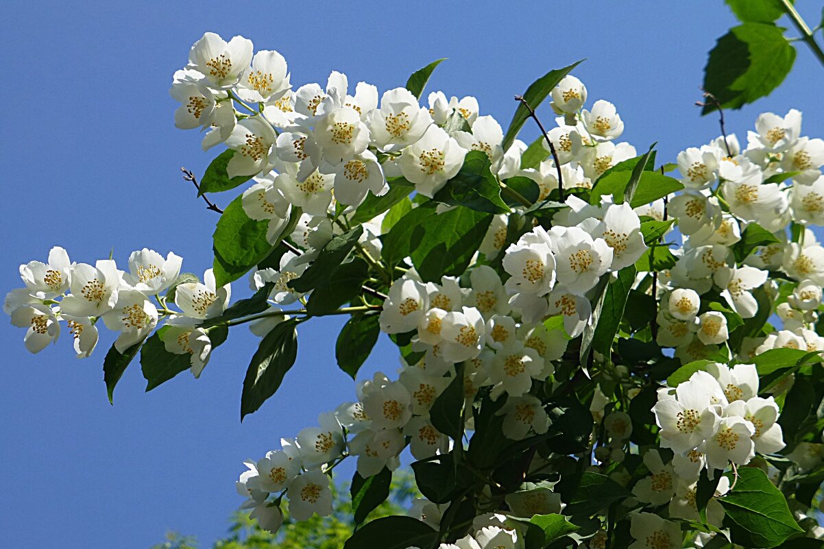 Веточки жасмина в россыпи белых цветов. - Лидия Бусурина