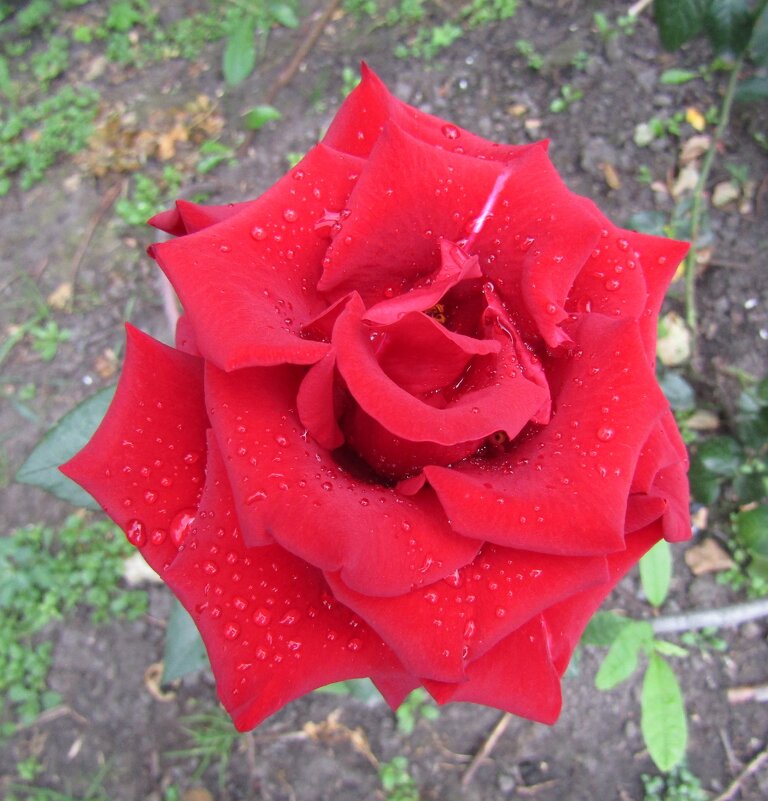 Красная роза — царица цветов... - Galaelina ***