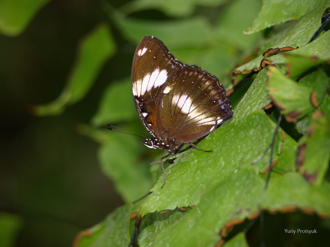 butterfly #3 - Yuriy Protsyuk