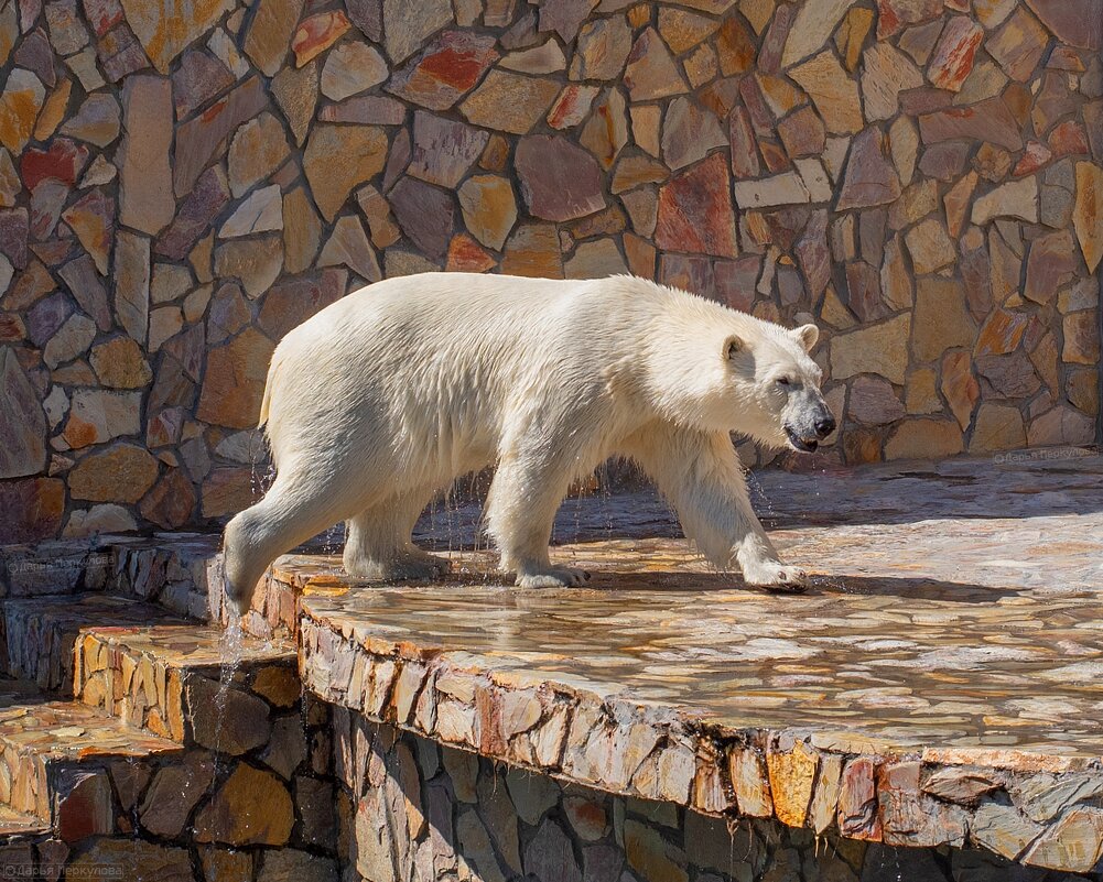 Полярный медведь из Ленинградского зоопарка - Дарья Меркулова
