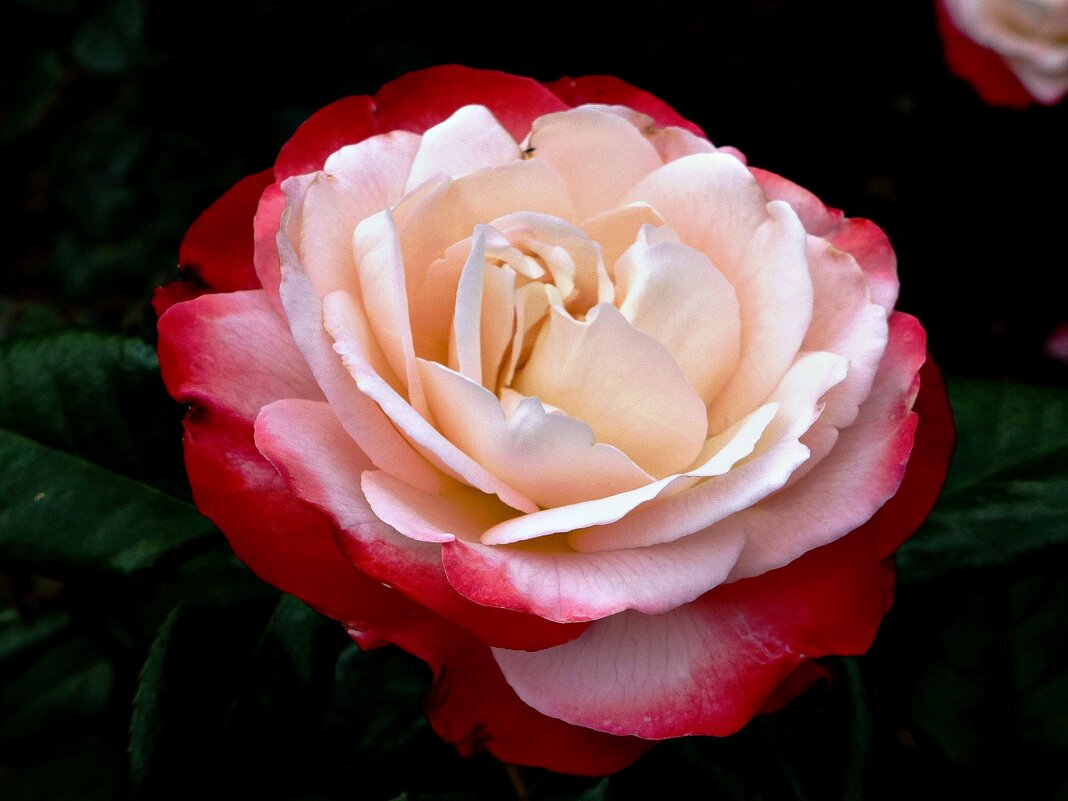 Роза в своей красоте, просто сказочна - Лидия Бусурина