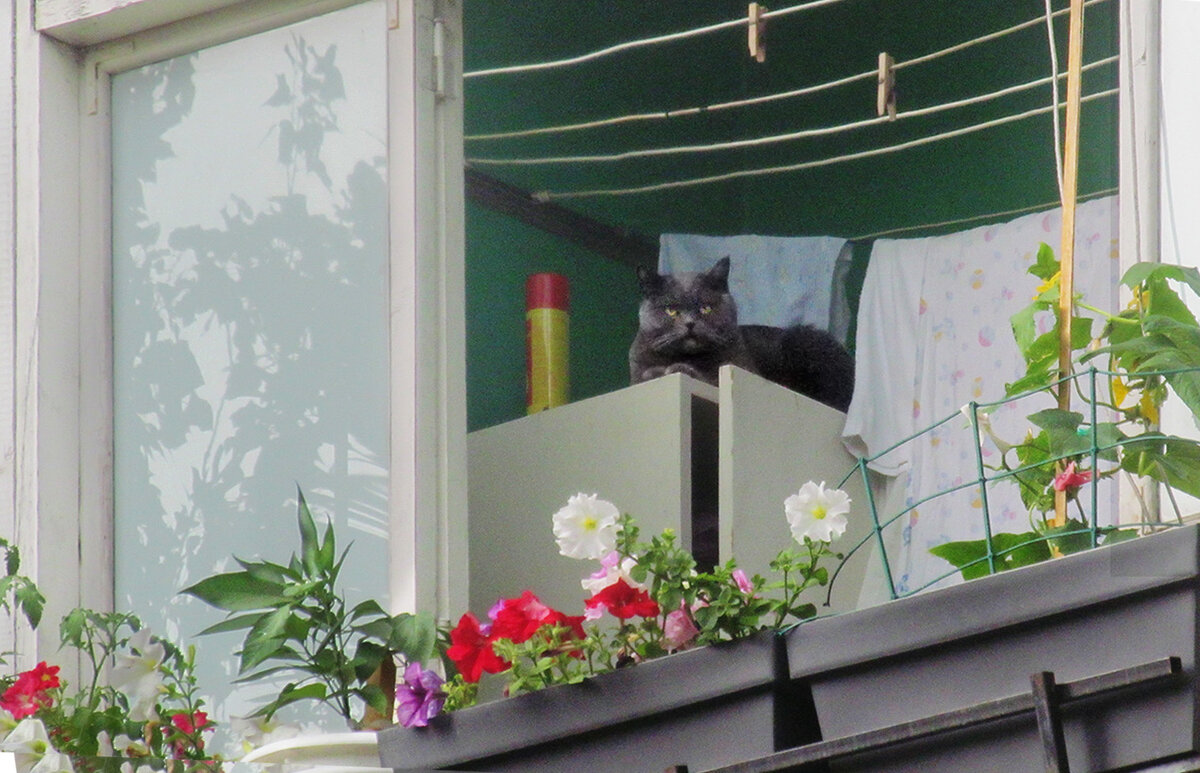 кот балконный - Лера 