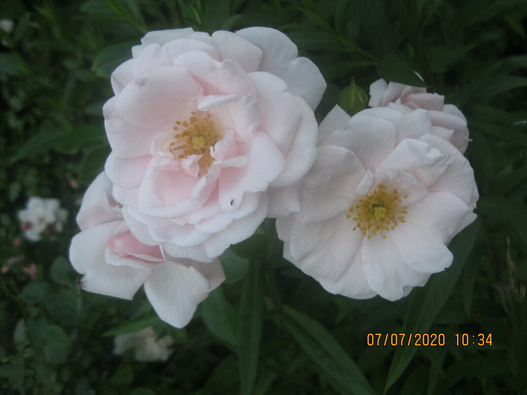 Белые розы - Maikl Smit