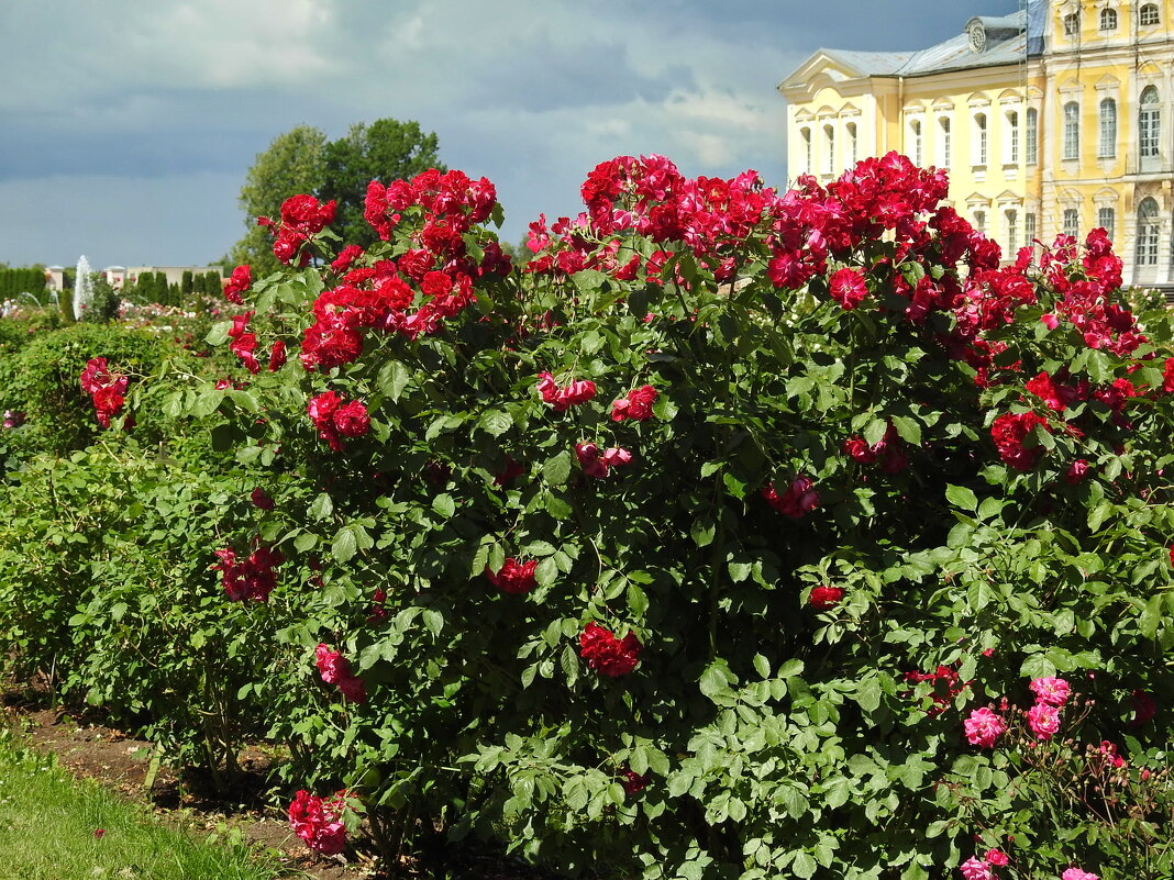 розовый сад Рундальского дворца - ИННА ПОРОХОВА