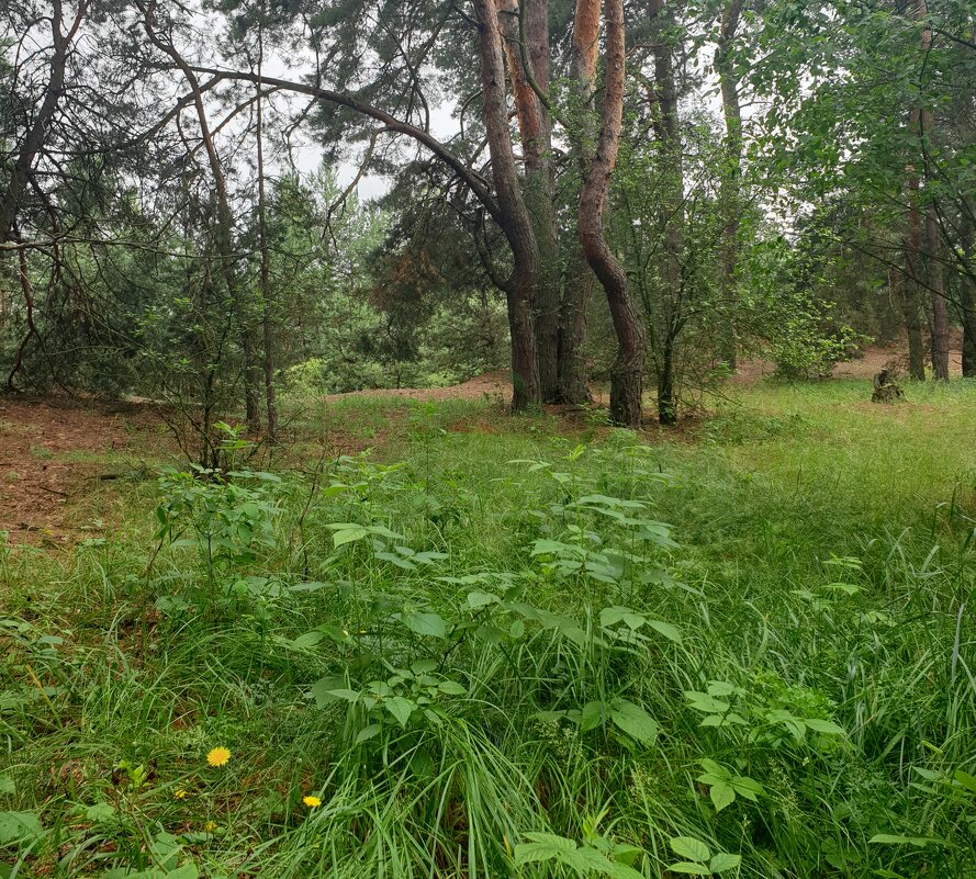 В сосновом лесу - Александр Скамо