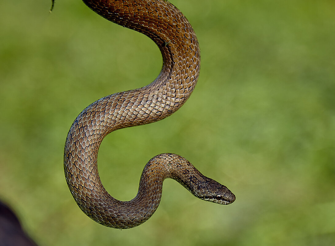 фото медянки змеи в россии