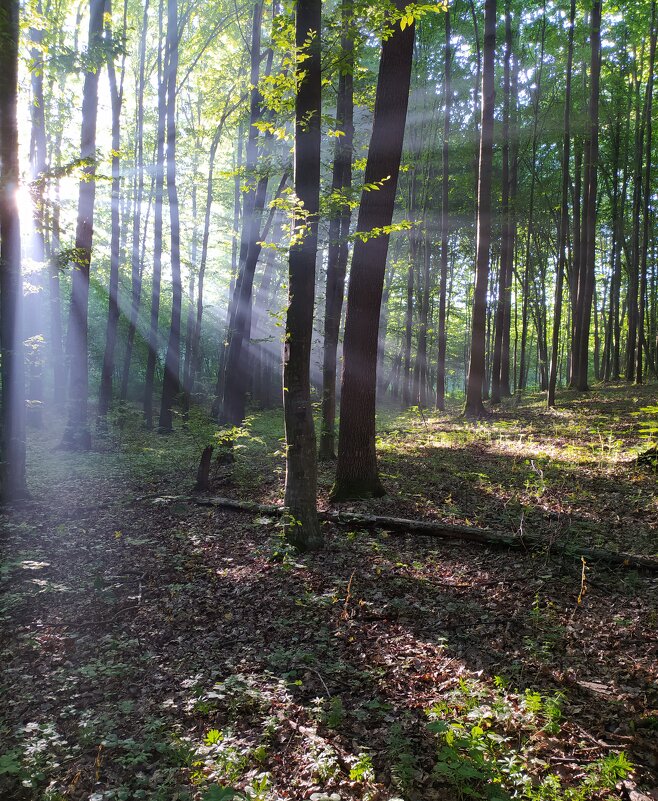 утро в лесу - Евгений Гузов