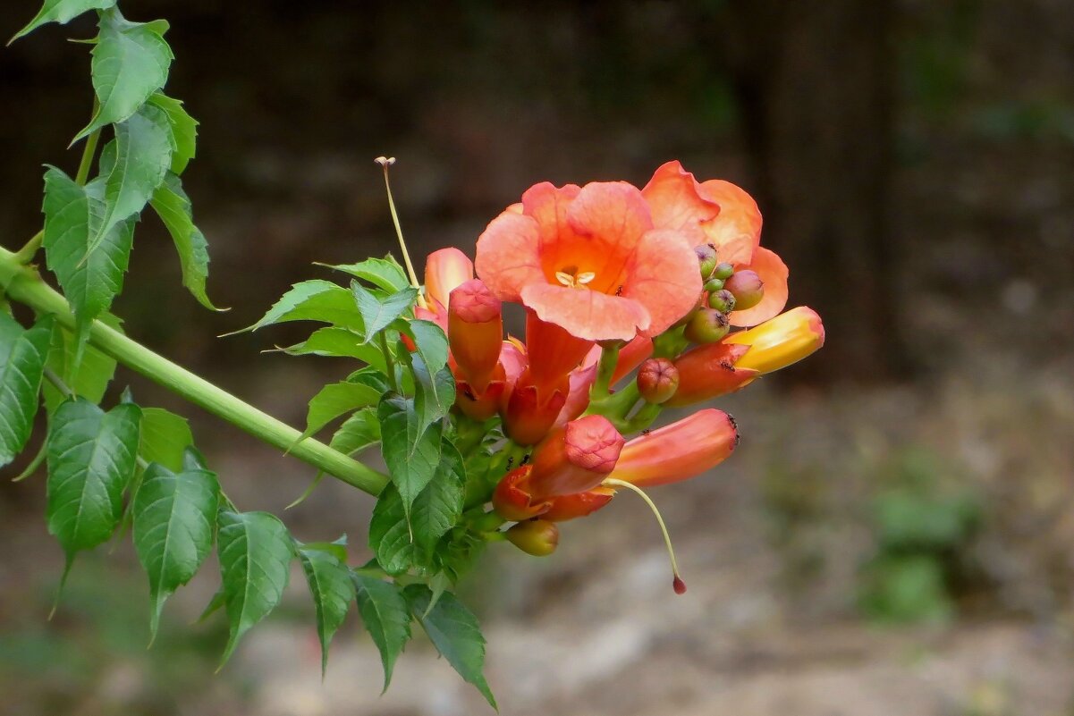Трубчатые длинные, до 10 см, цветки кампсиса кажутся вылепленными из воска - Татьяна Смоляниченко