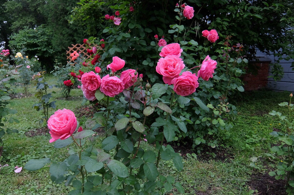 Розы, любимые цветы Антон Палыча. - Люба 