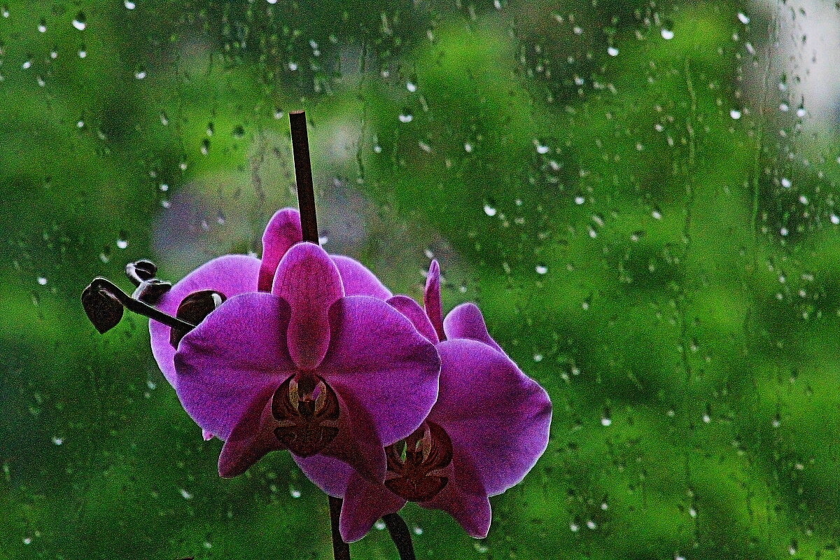 Орхидея и дождь - олег свирский 