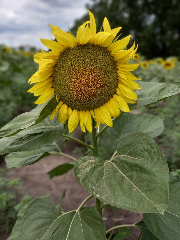 Солнечный цветок - Dmitriy R