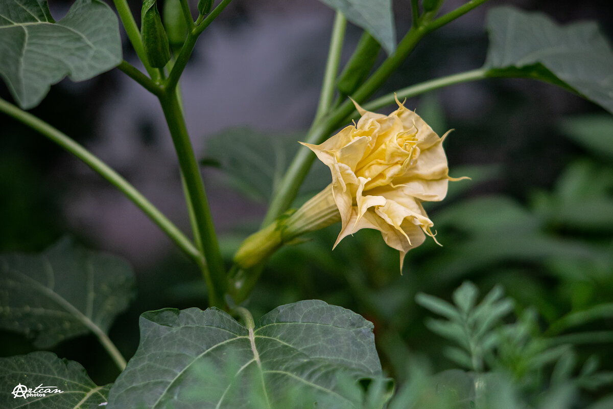 Дурман индийский (Datura metel [chlorantha] ) - Аркан Арканович