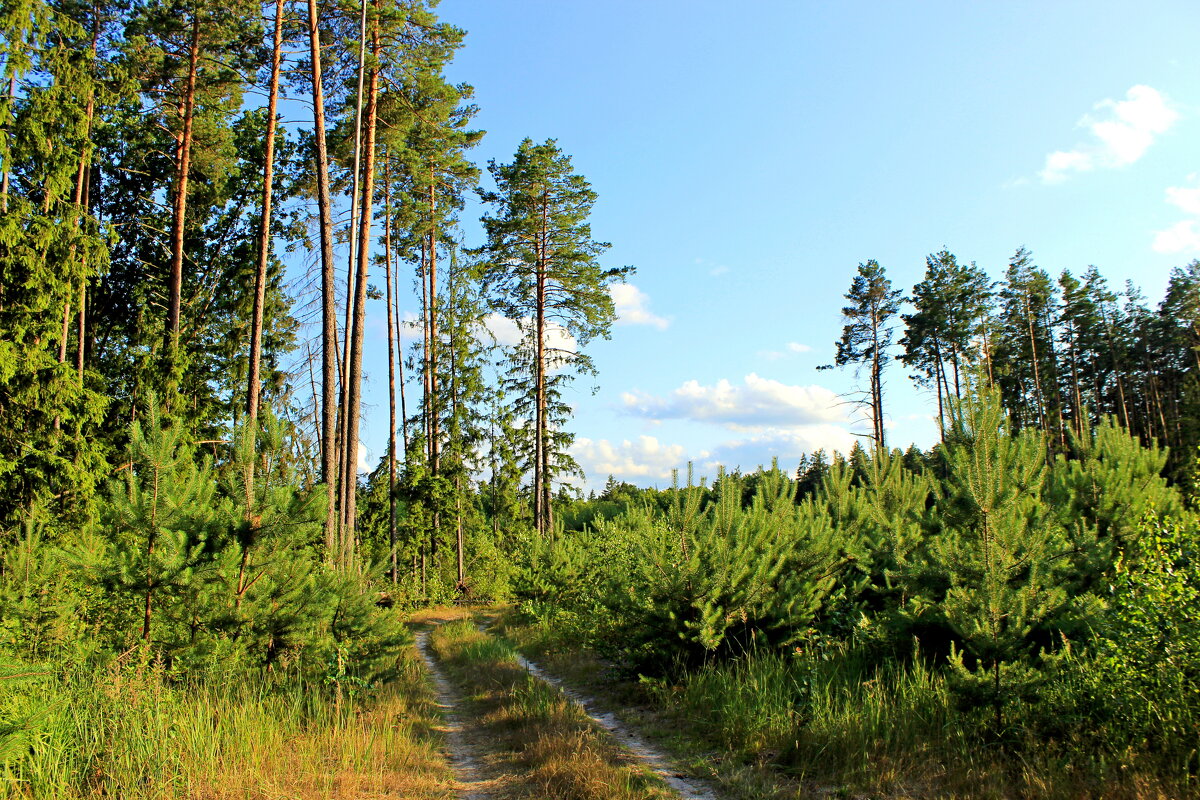 Лес - Сергей 