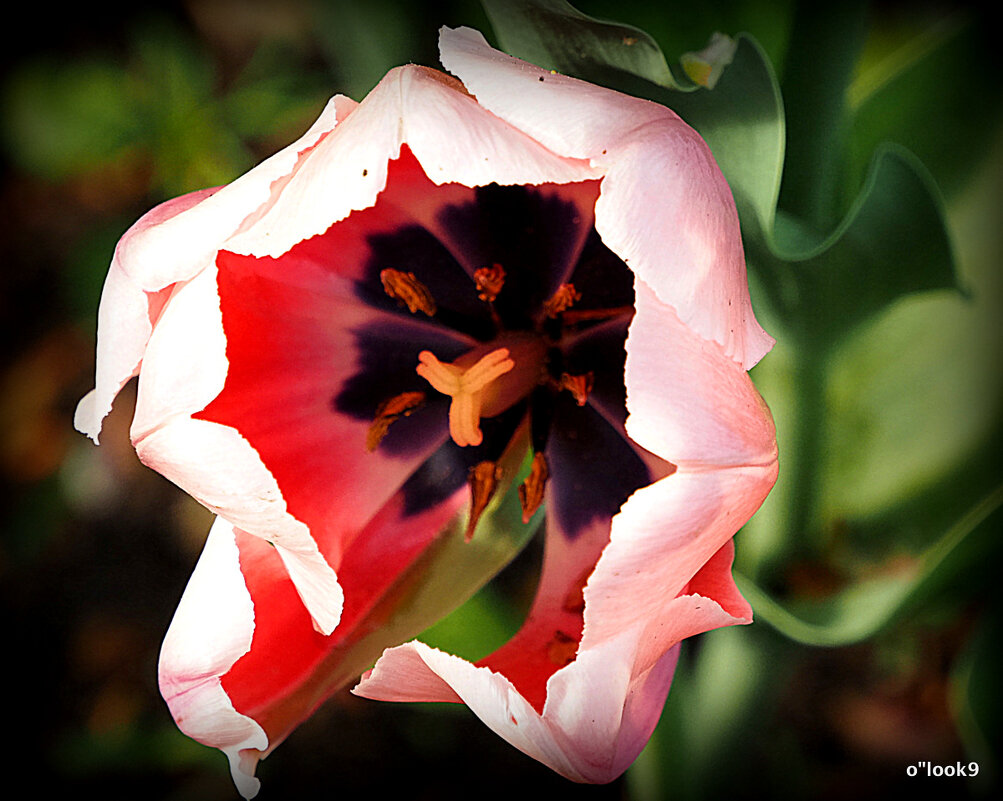 красота от природы тюльпан фан-фан - Олег Лукьянов