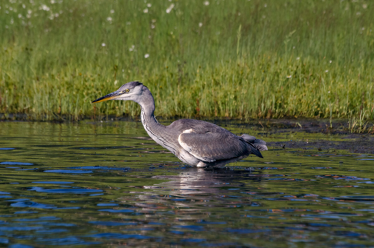 *** - Дмитрий 