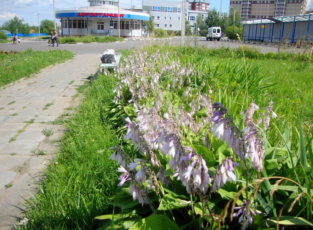 изысканно смотрится хоста в городе... - Галина Флора