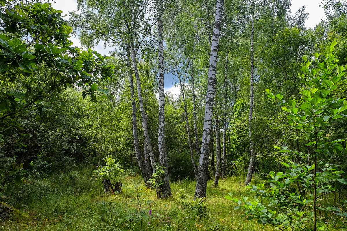 Летний лес - Виктор 