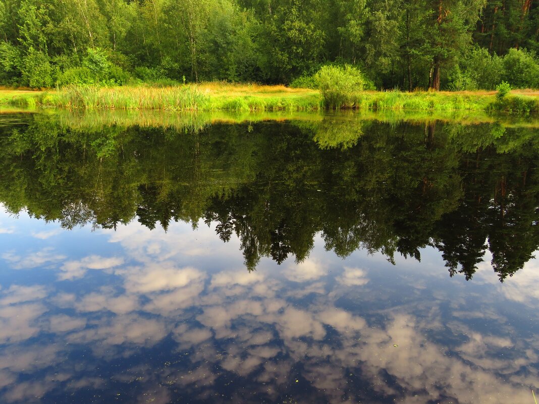 Отражение в лесном пруду - Андрей Снегерёв
