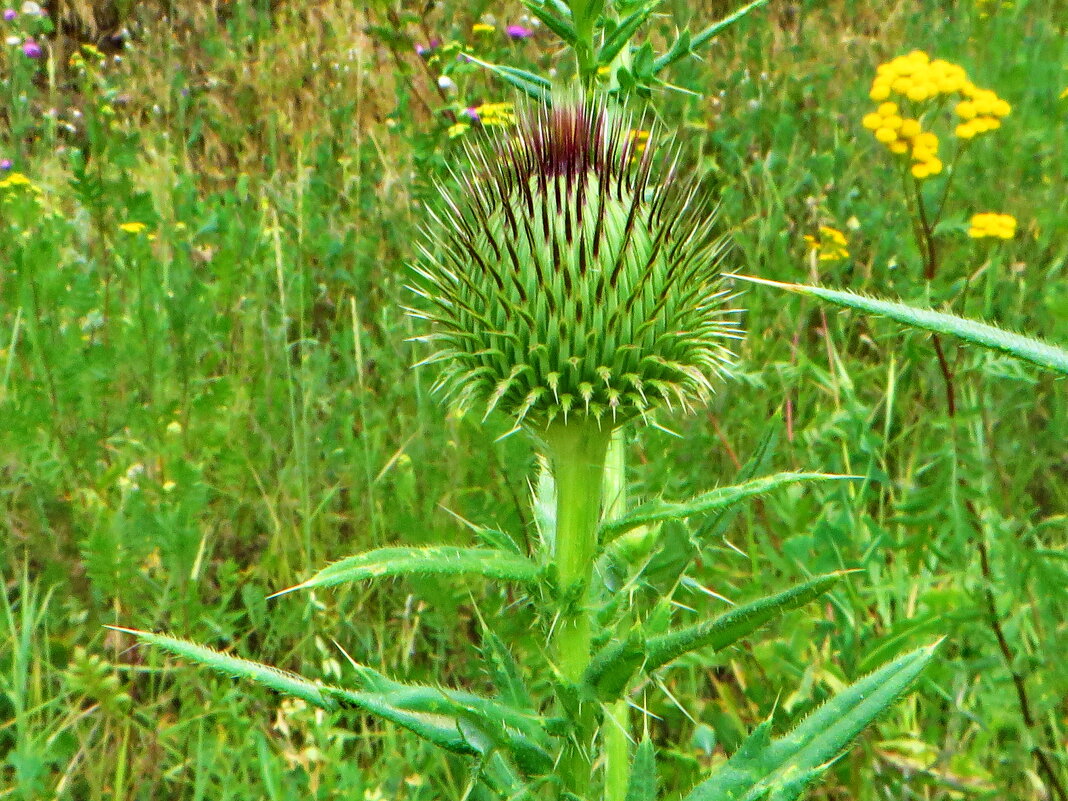 **Бодяк реснитчатый, латинское Cirsium ciliatum, - ivan 