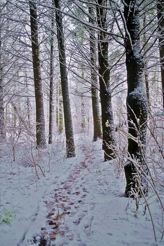 снежный лес - юрий иванов 