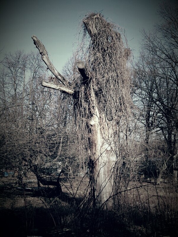 Необычное дерево - Дмитрий Никитин