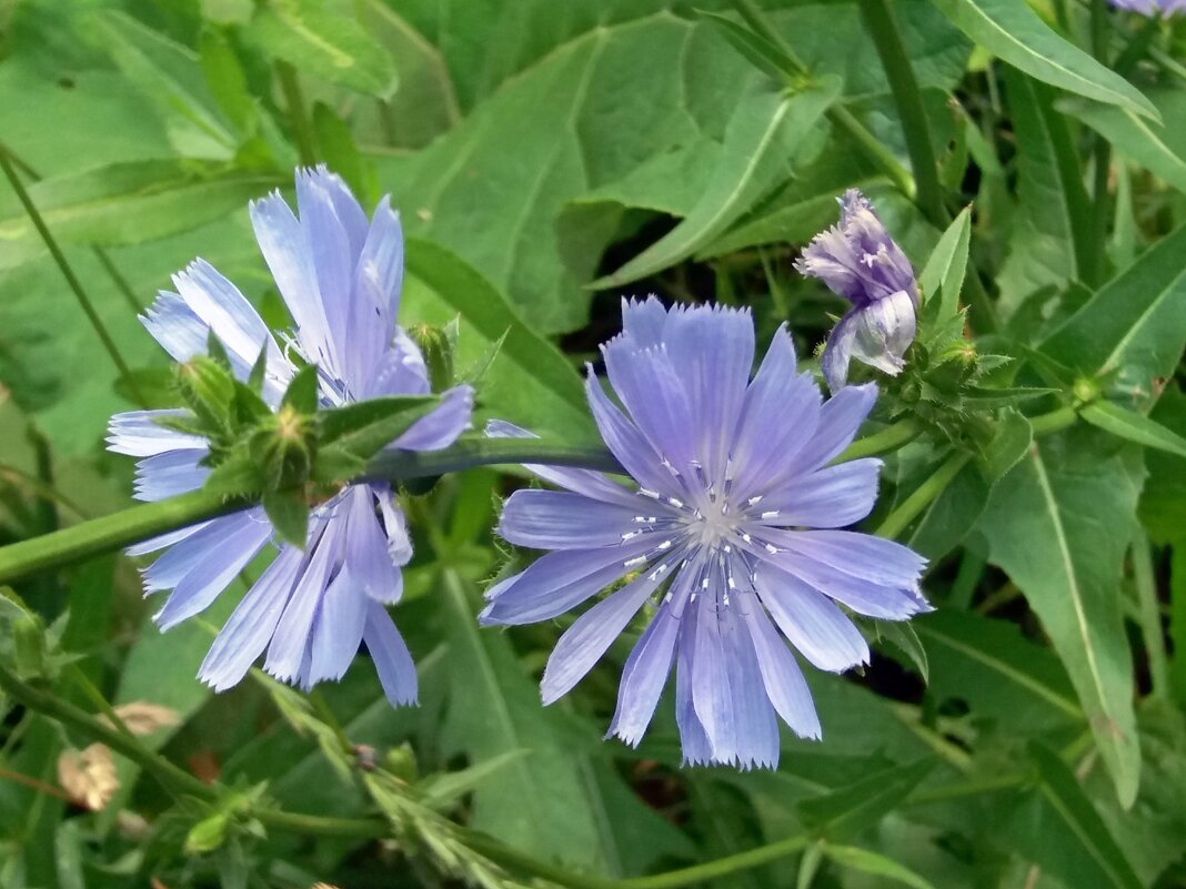 Синенький скромный цветочек - Galina Solovova
