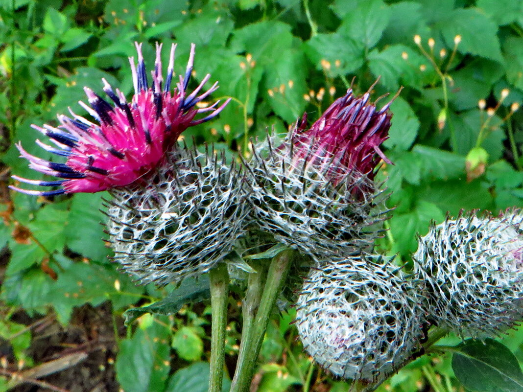 Лопух.   .Репе́йник паутинистый (лат. Ārctium tomentōsum) - ivan 