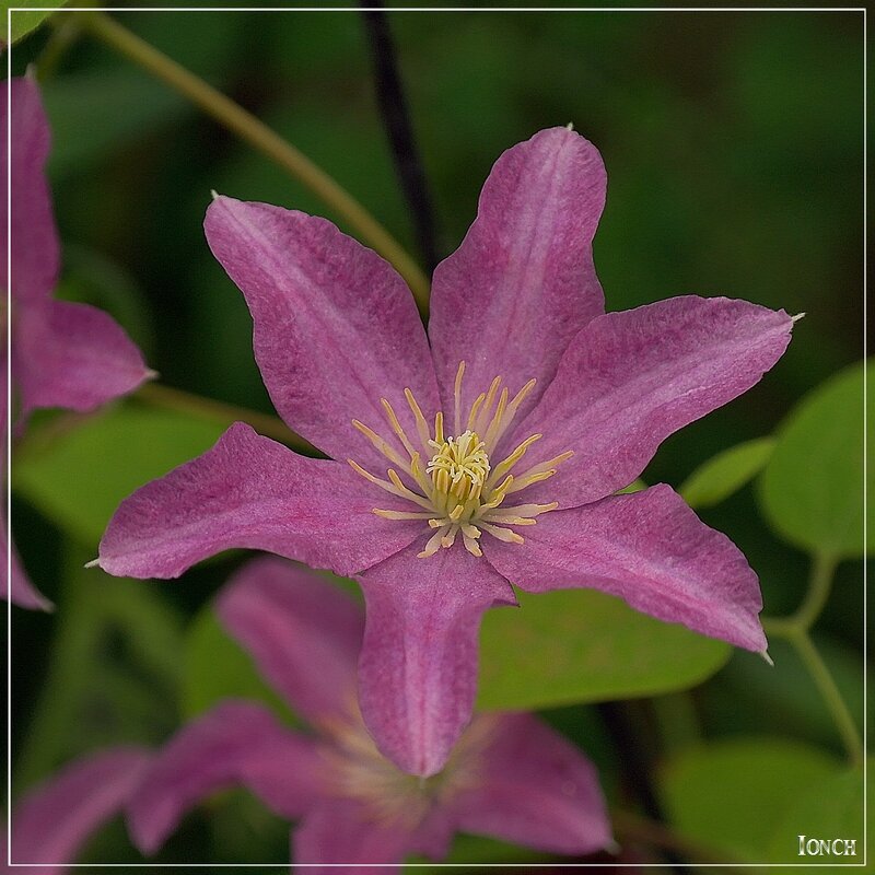 Клематиса цветок - muh5257 