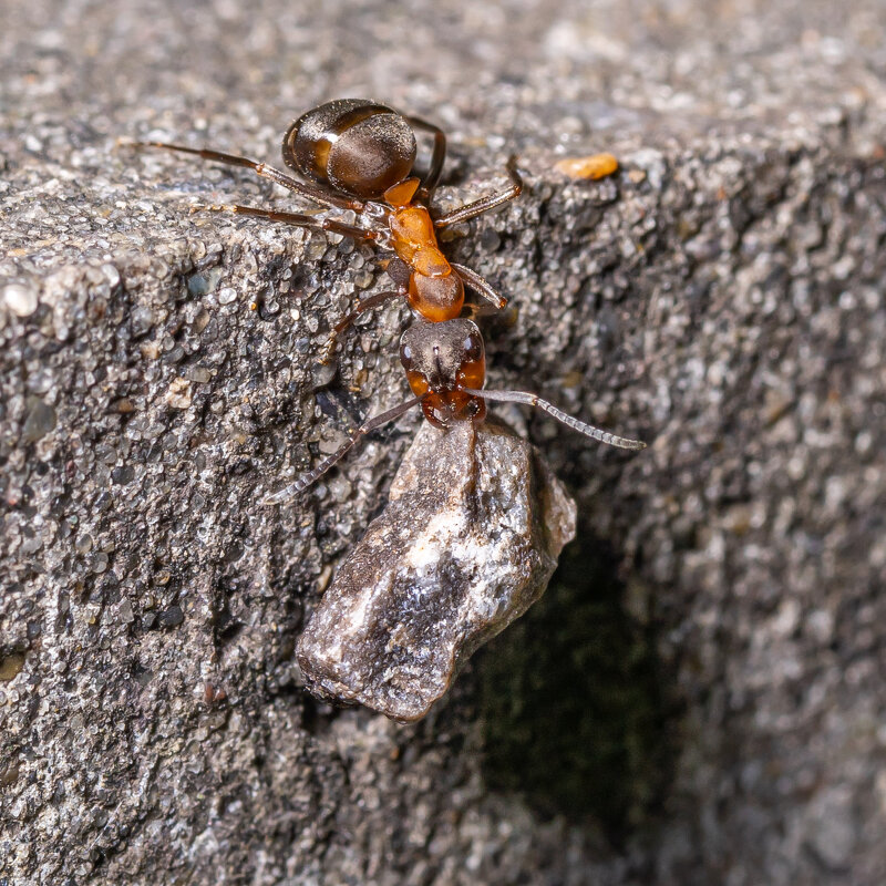 Зачем муравьям камни ? - Денис Антонов